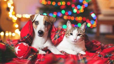 ¿NO SABES QUÉ REGALARLE A TU MASCOTA DE NAVIDAD?