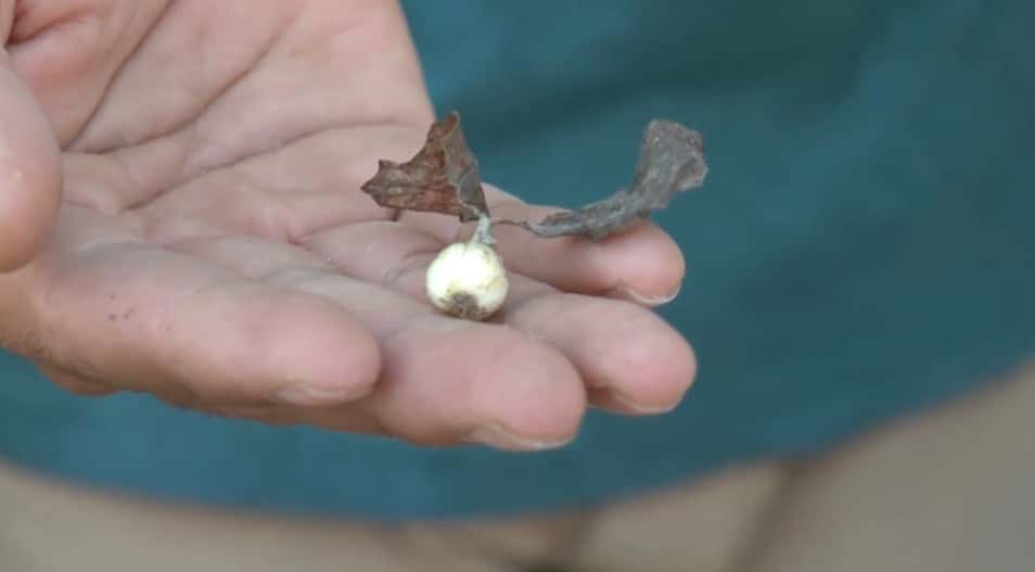 DESCUBREN NUEVA ESPECIE DE PLANTA CARNÍVORA EN OAXACA