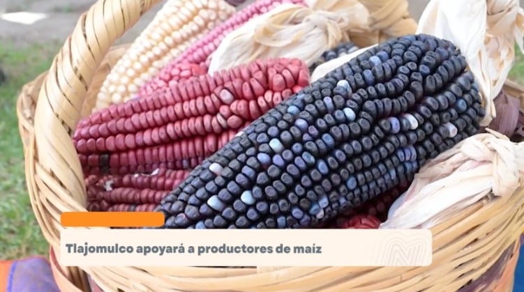 TLAJOMULCO OTORGARÁ APOYO ECONÓMICO A PRODUCTORES DE MAÍZ Y REFORZARÁ ACCIONES CONTRA EL GUSANO BARRENADOR