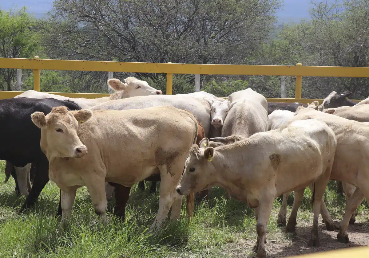 DETECTAN CASO DE GUSANO BARRENADOR DEL GANADO EN ENCARNACIÓN DE DÍAZ