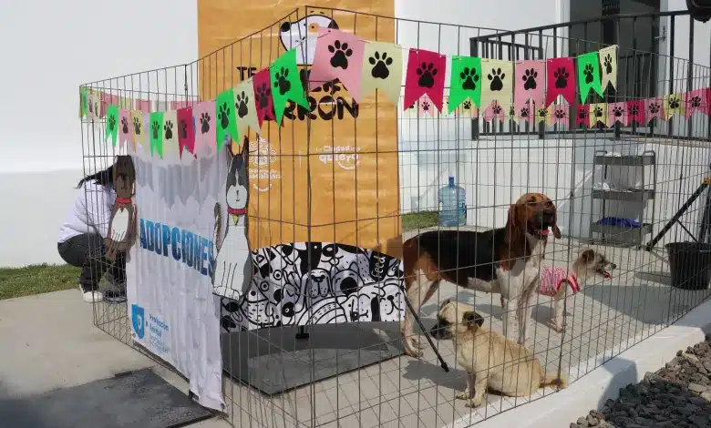 TLAJOMULCO REFUERZA ACCIONES DE SALUD PÚBLICA CON PROGRAMAS DE ATENCIÓN Y CONTROL DE MASCOTAS