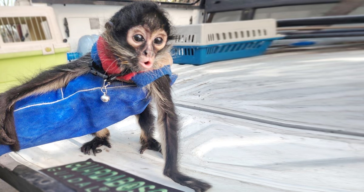 RESCATAN MONO ARAÑA EN LA COLONIA MORELOS DE GUADALAJARA
