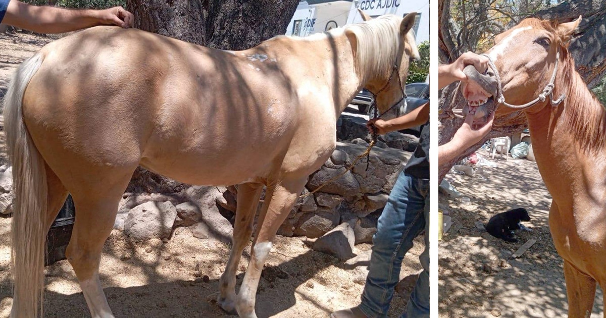 RESCATAN SEIS CABALLOS CON HUELLAS DE MALTRATO Y DESCUIDO EN AJIJIC